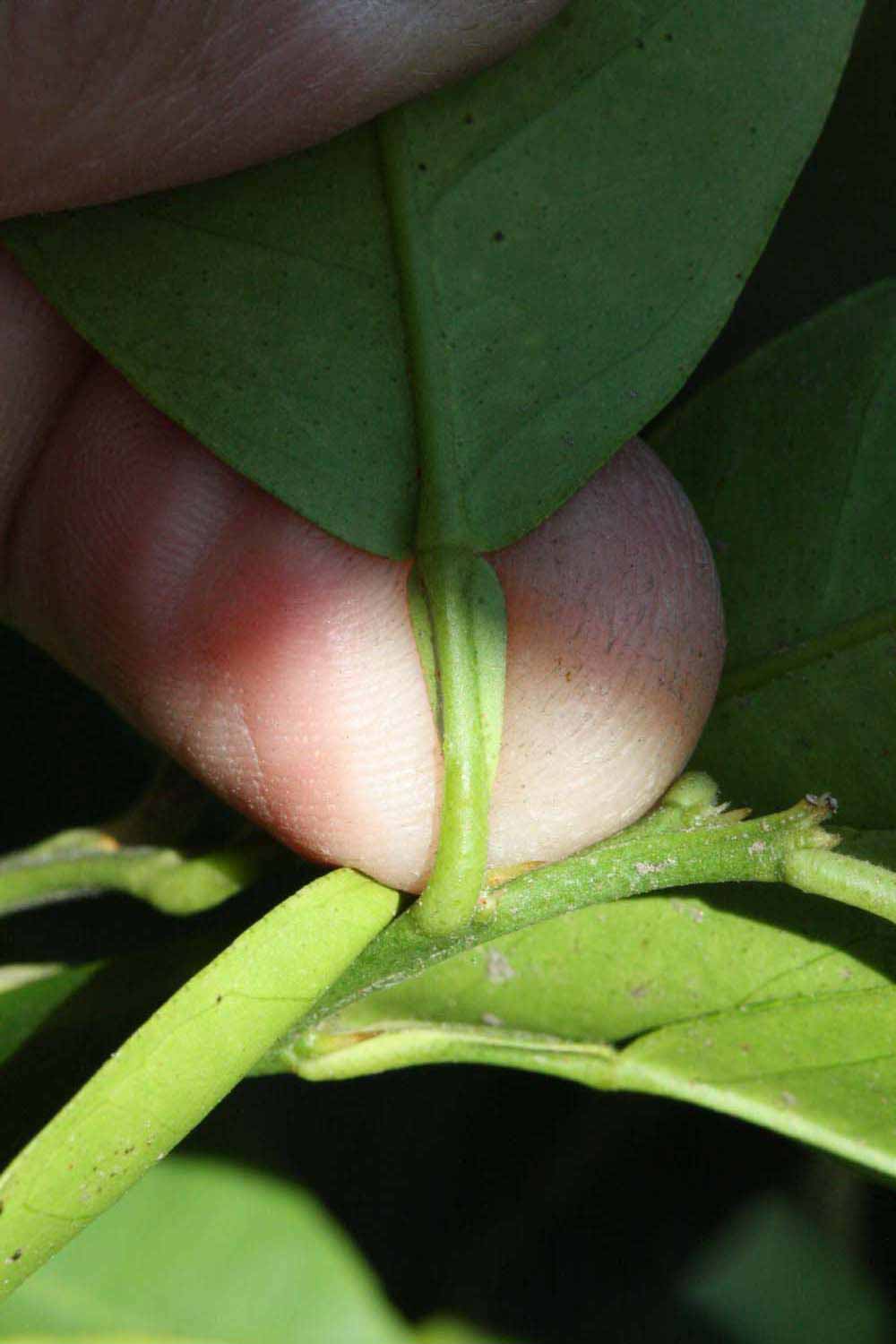              Petiole (Riverside, CA)       